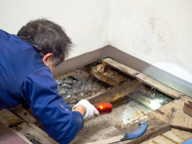 Best Emergency Mold Removal  in Wellington, FL
