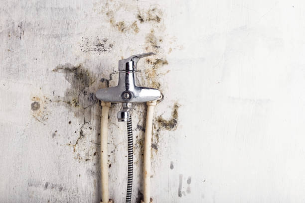 Mold Removal Process in Wellington, FL