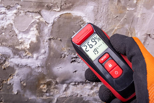 Professional Mold Removal in Wellington, FL