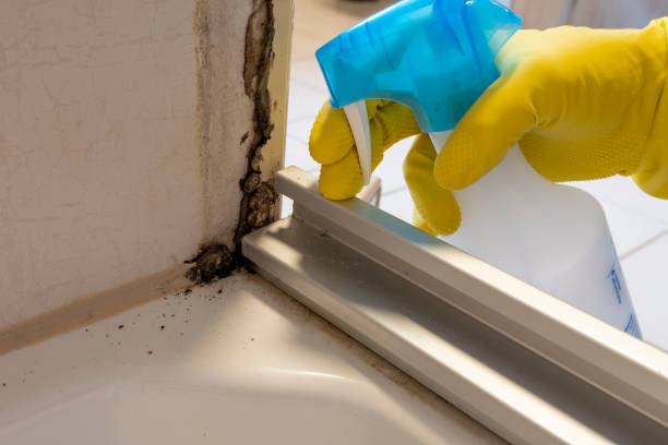 Best Attic Mold Removal  in Wellington, FL